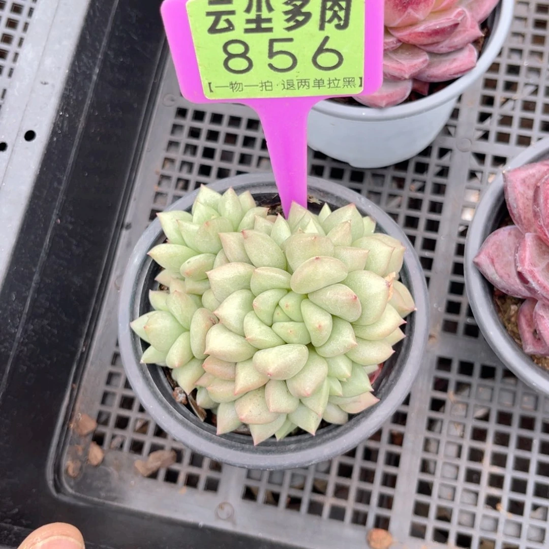 云尘多肉一物一拍856，