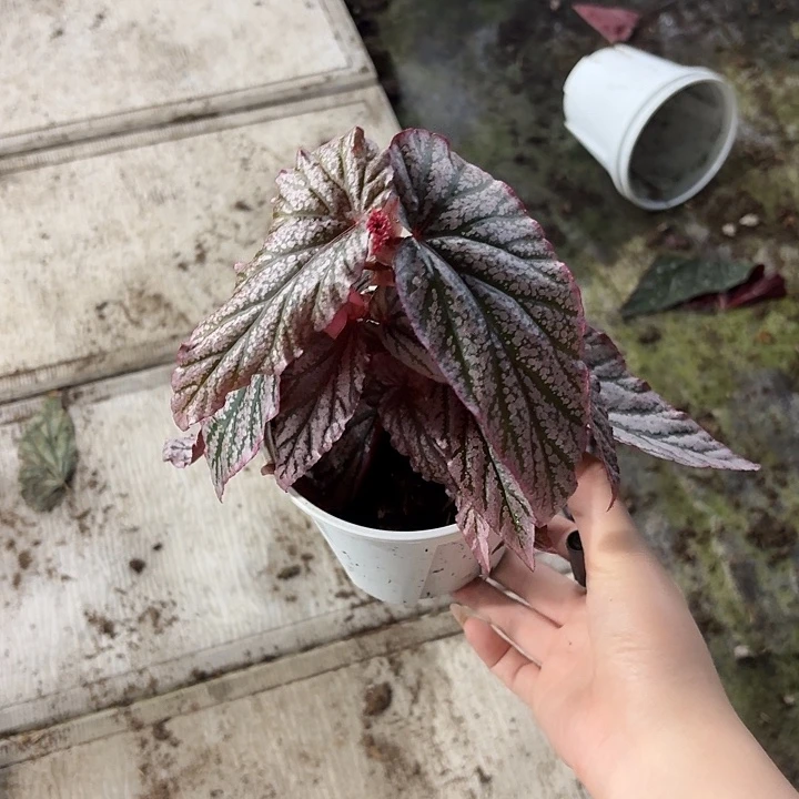 完全开放在逃公主