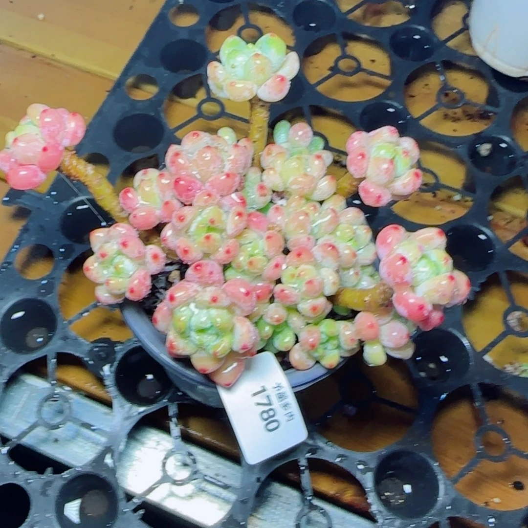 罗琦，1780多肉植物
