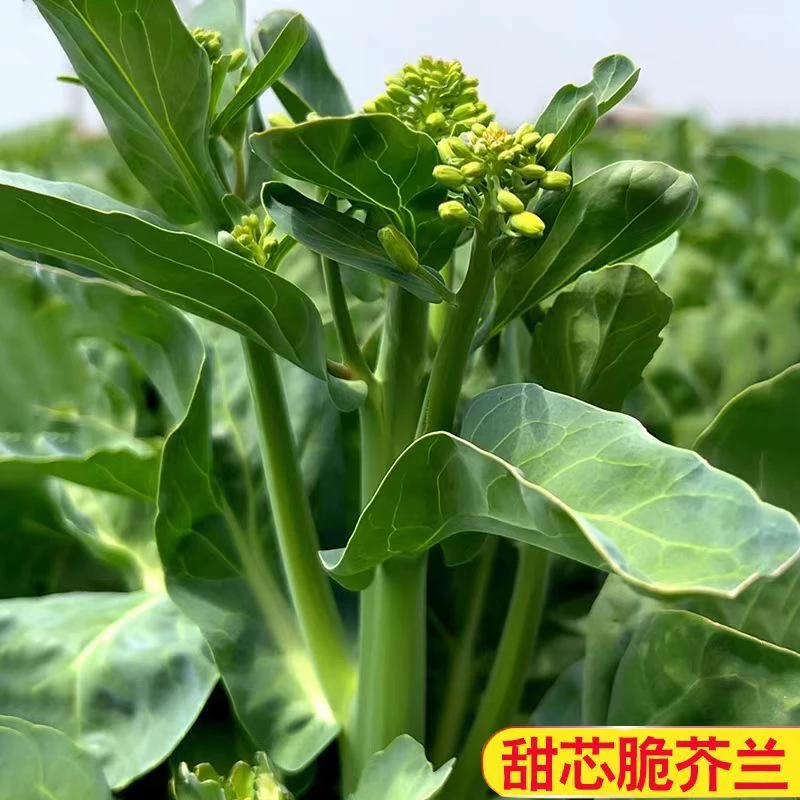 【全店满8包包邮】四季甜芥兰种子香脆白花芥蓝菜种籽芥兰蔬菜种子
