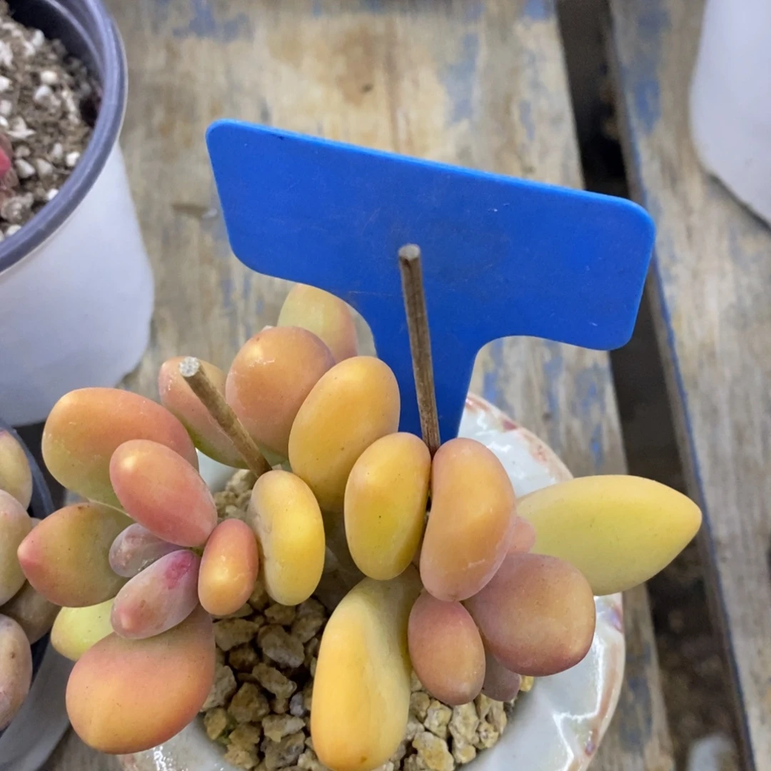 开心多肉，首播，欢迎