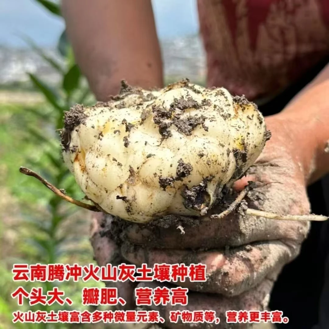 云南腾冲新鲜甜糯百合特选清甜百合现挖火山灰质