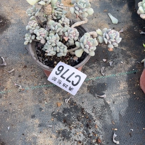 浅*776多肉植物不包断枝