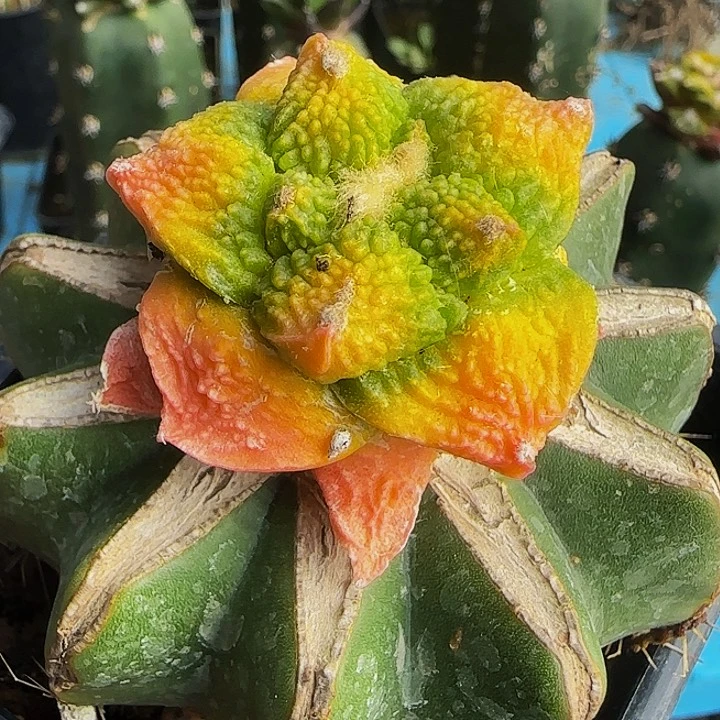 哥斯拉锦357仙人球