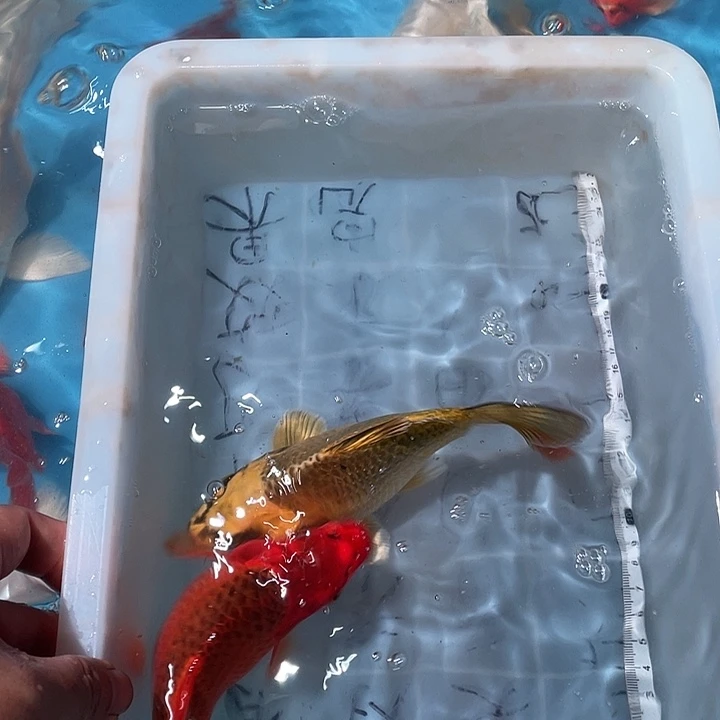 蝴蝶鲤渔场直发78