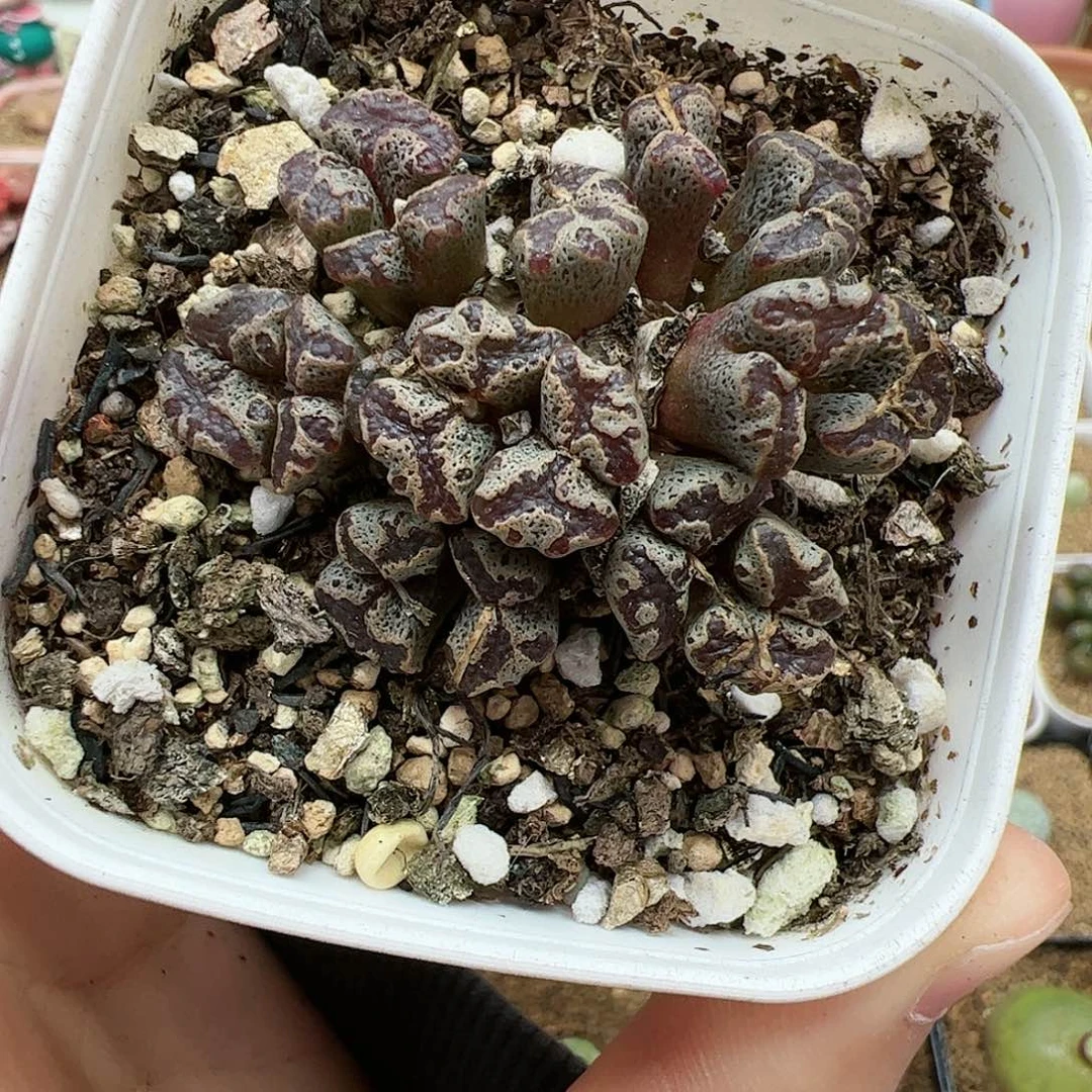 【闪购商品】180 新年福利