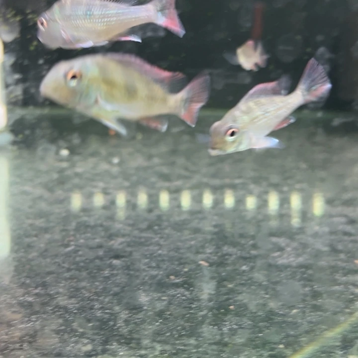 生***甜慈鲷鱼3-4咕噜比2只，5+阿帕黄纹×1，紫罗兰×1，黑金鼠×1