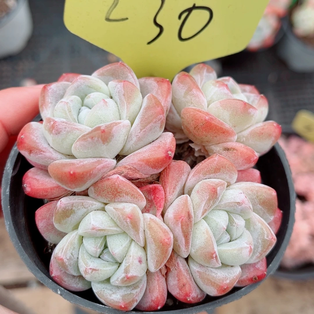 230号小老桩冰玉群