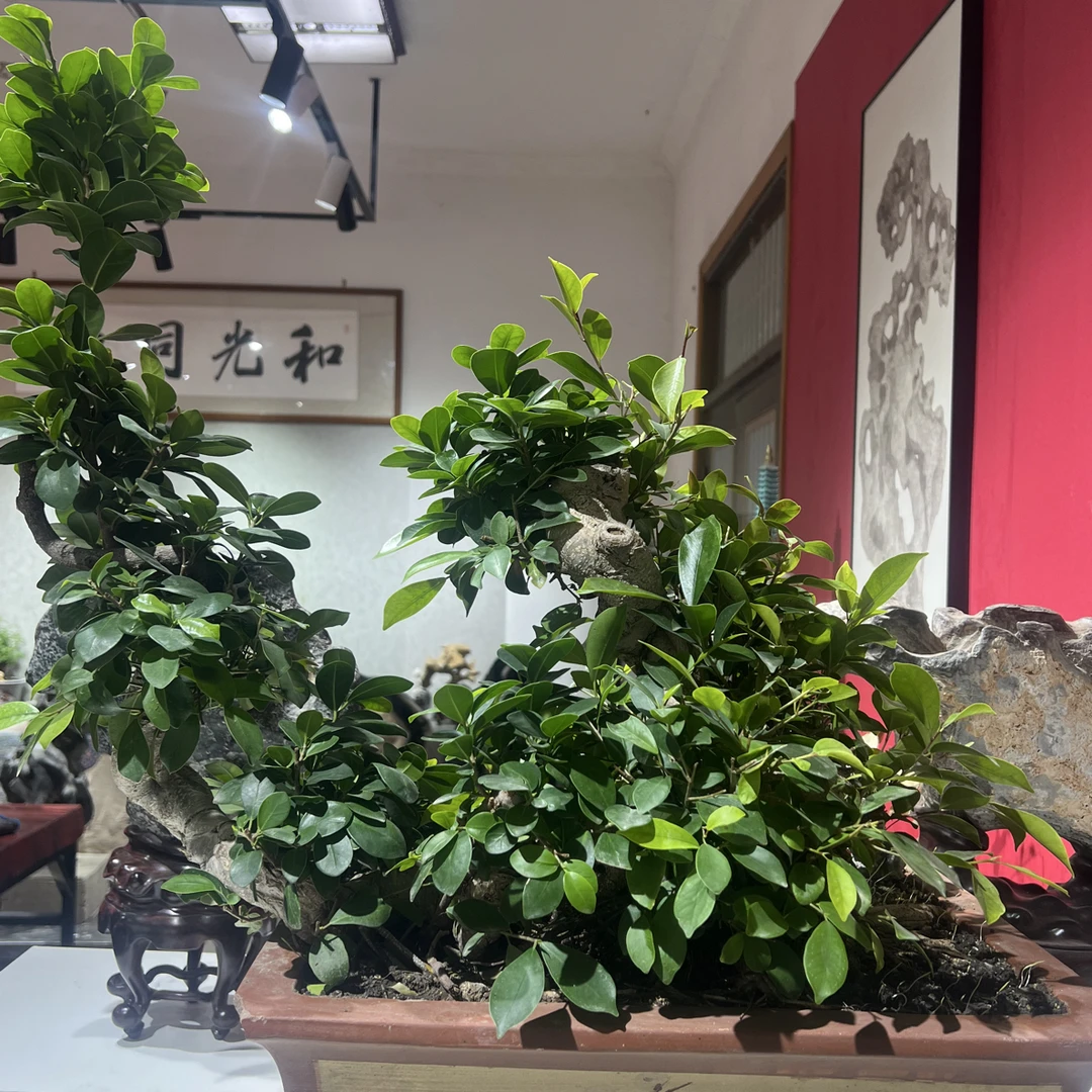 灵璧石，太湖石，昆石，英石