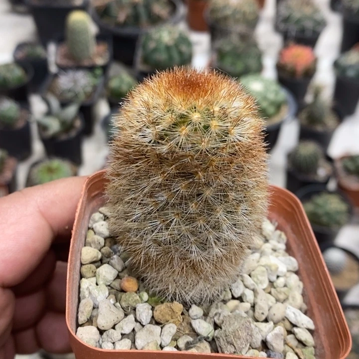 红刺嘉文丸特价福利