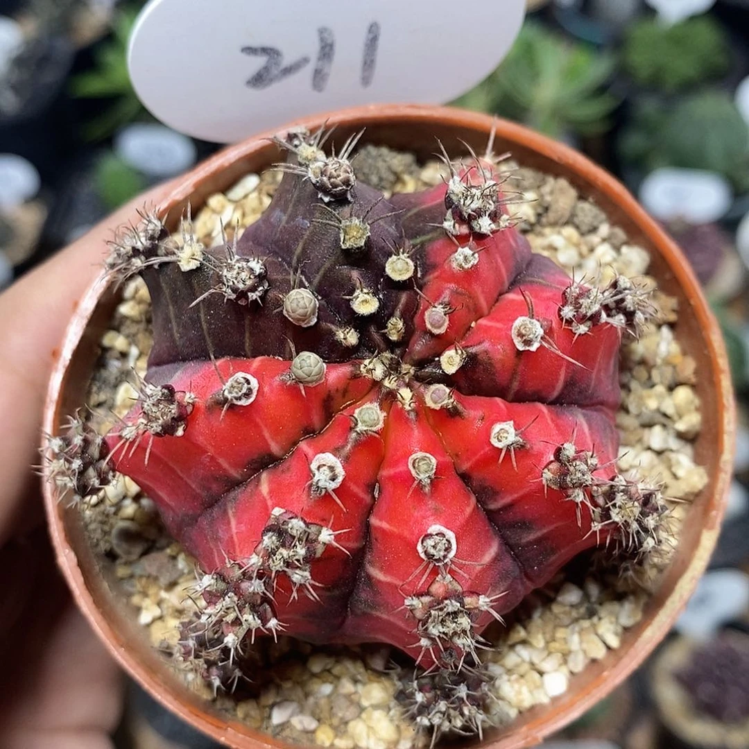 油画牡丹锦211号6cm