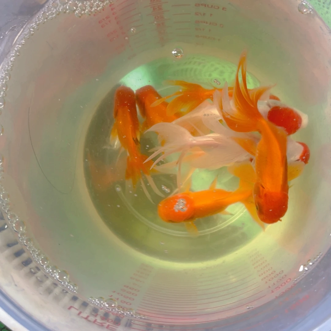 海水鱼鸿运红狮随机10条，4-6厘米