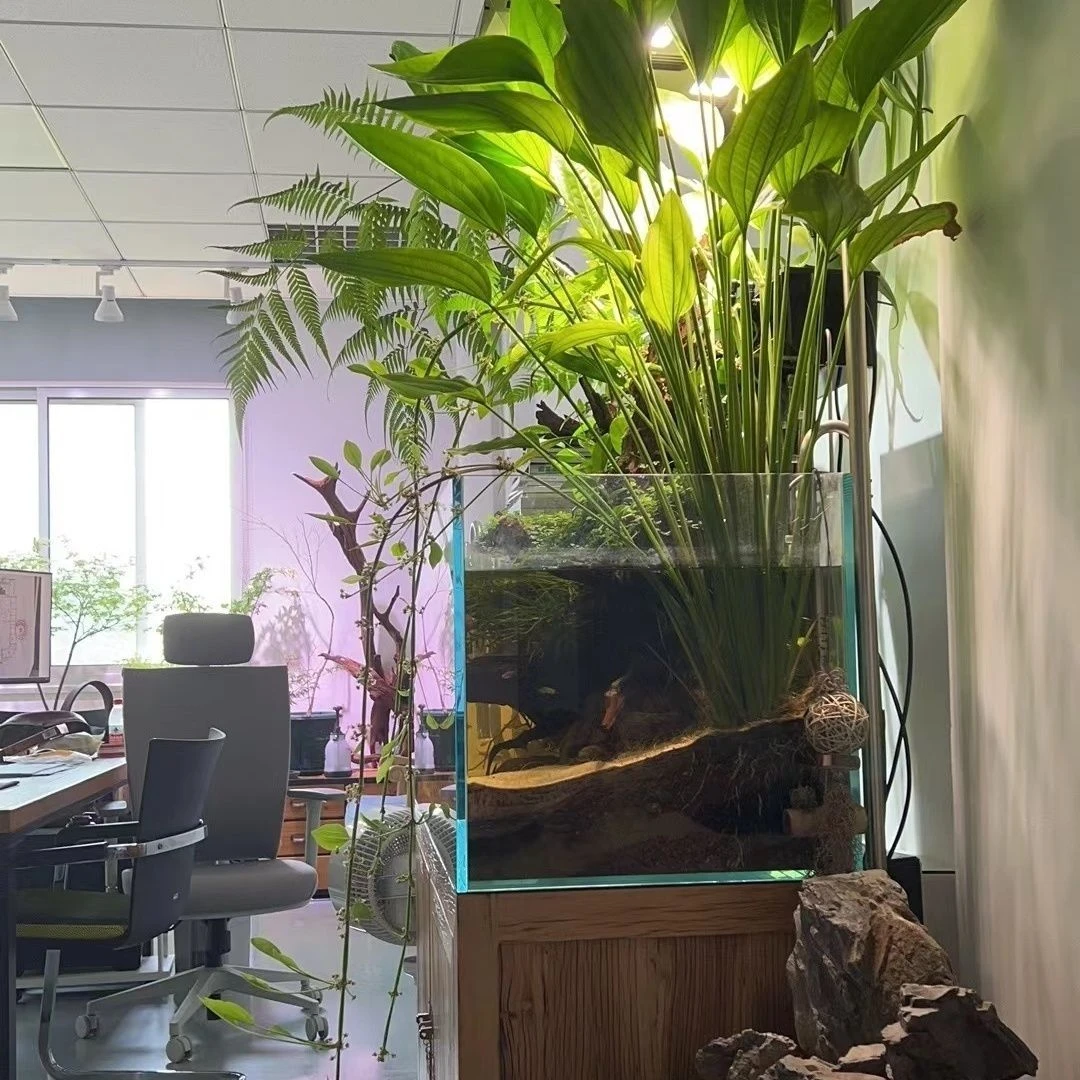 阿根廷皇冠水草水族挺水植物淡水水上叶鱼缸造景精品后景好养