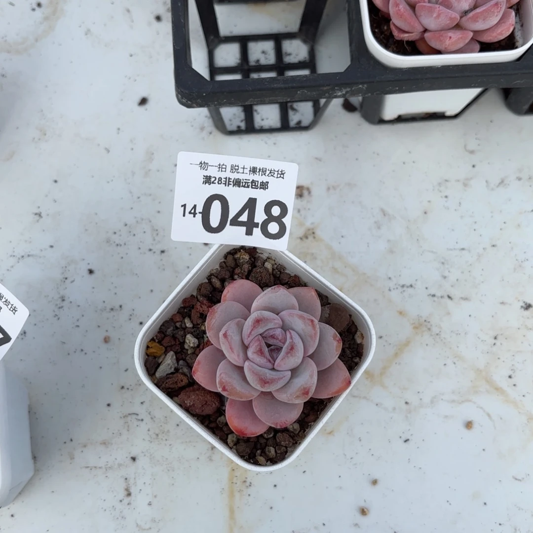 星星雪多肉多肉多肉