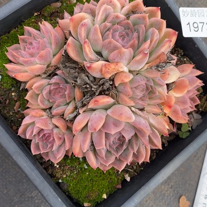 1973杂交老桩基地～13厘米