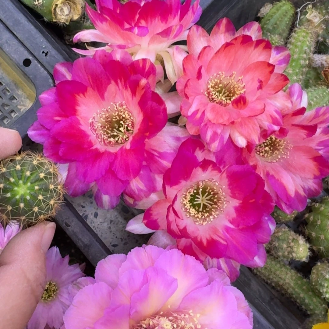 223丽花105歪无根侧牙3公分左右，20包邮