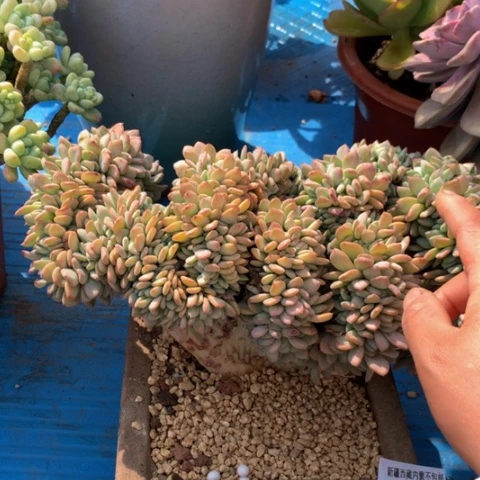 @*茶玛瑙缀10012多肉