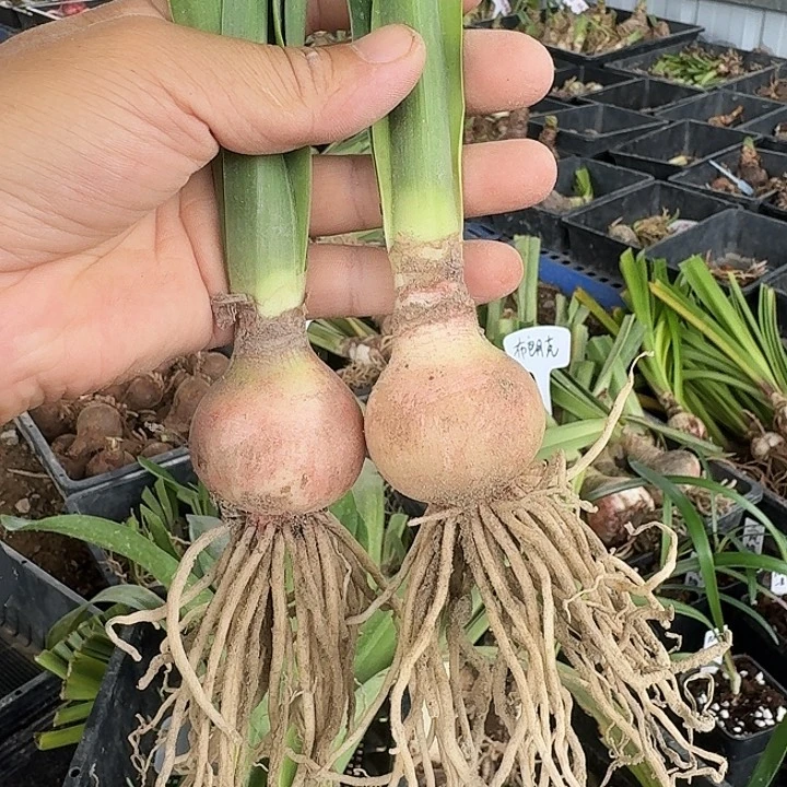 黄玫瑰朱顶红一棵4+