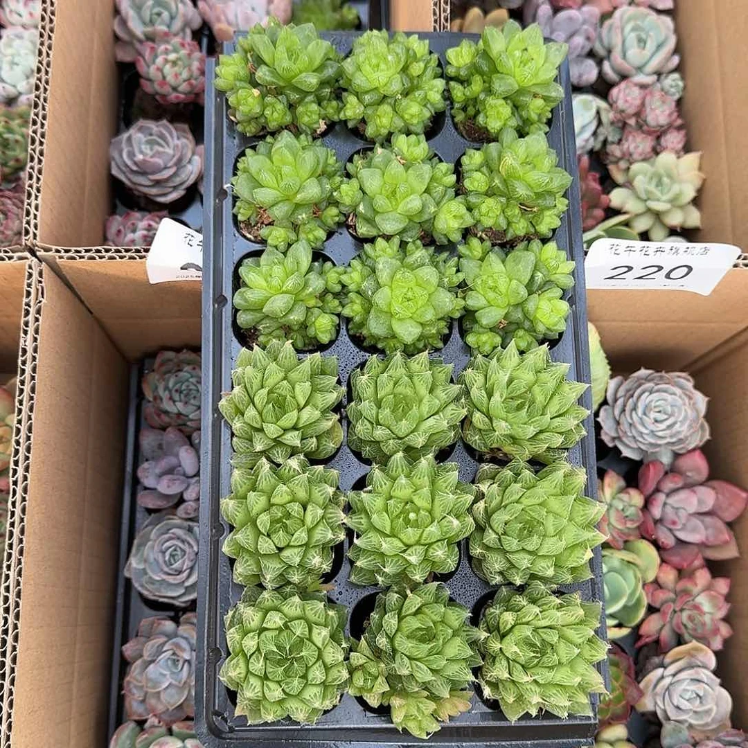 水晶玉露、琉璃玉露，各9颗