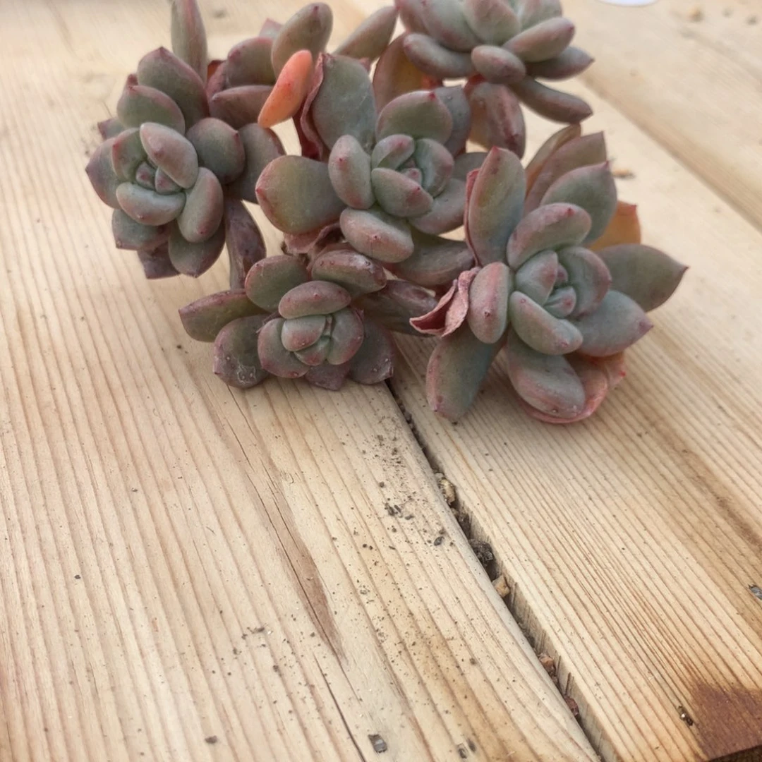 峰***子峰哥小丸子突尼斯发货多肉