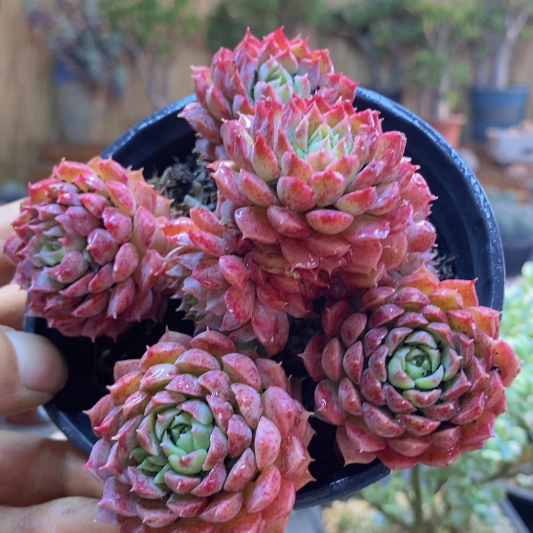 乾***、39号朱砂痣多肉