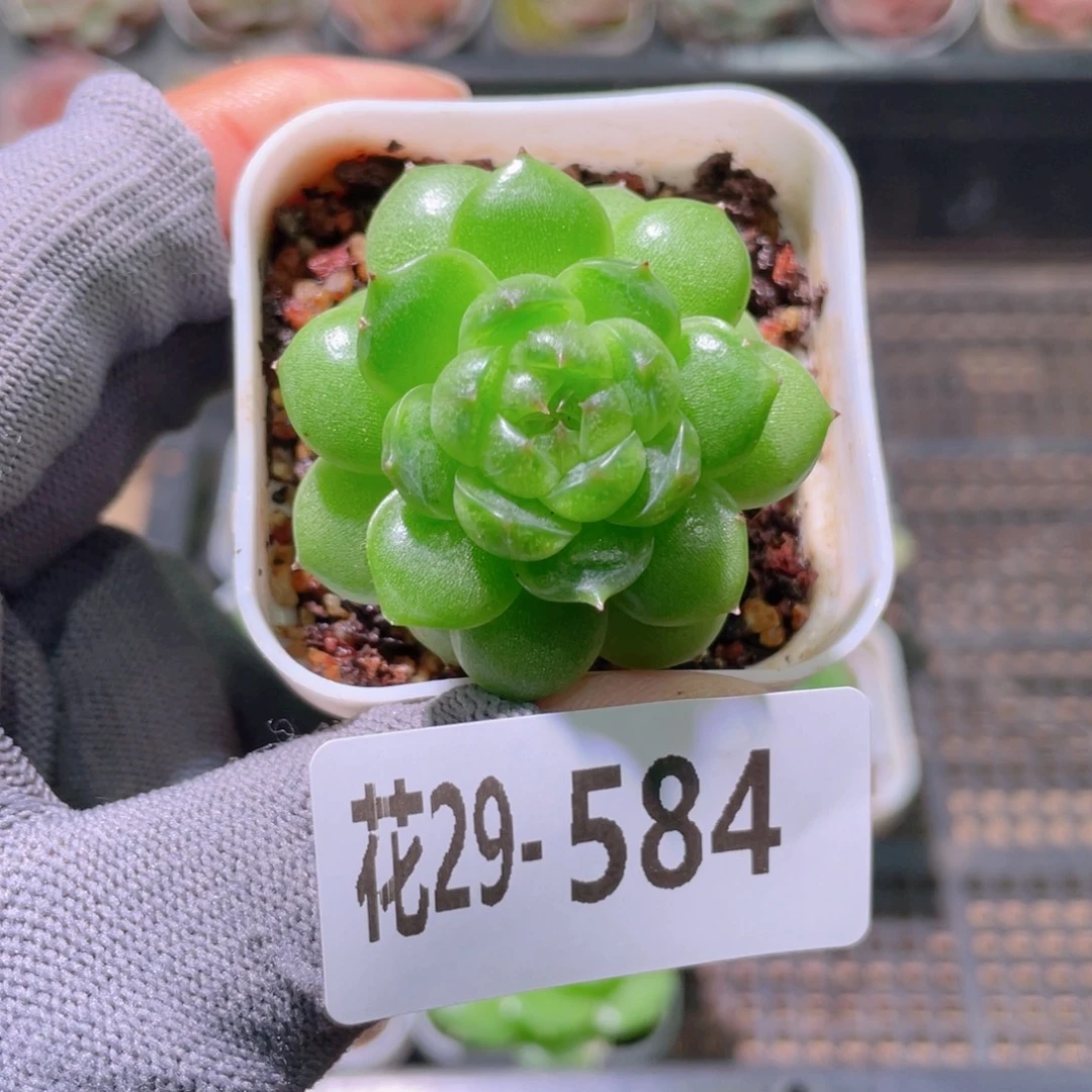 花利美29-584珍妮