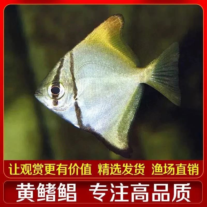 黄鳍鲳鱼群游鱼1条3厘米（三单发货）