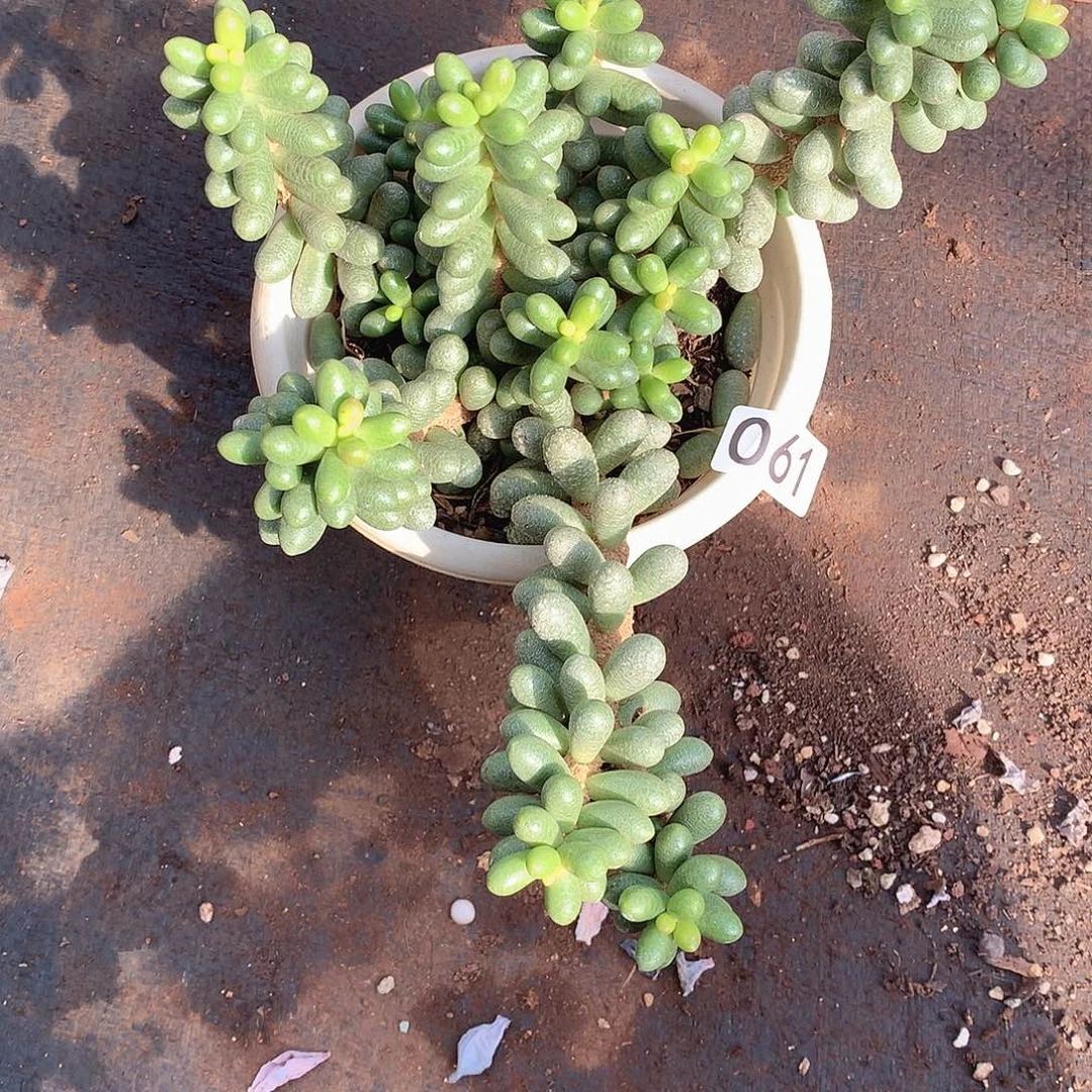 061绿龟 一物一拍多肉