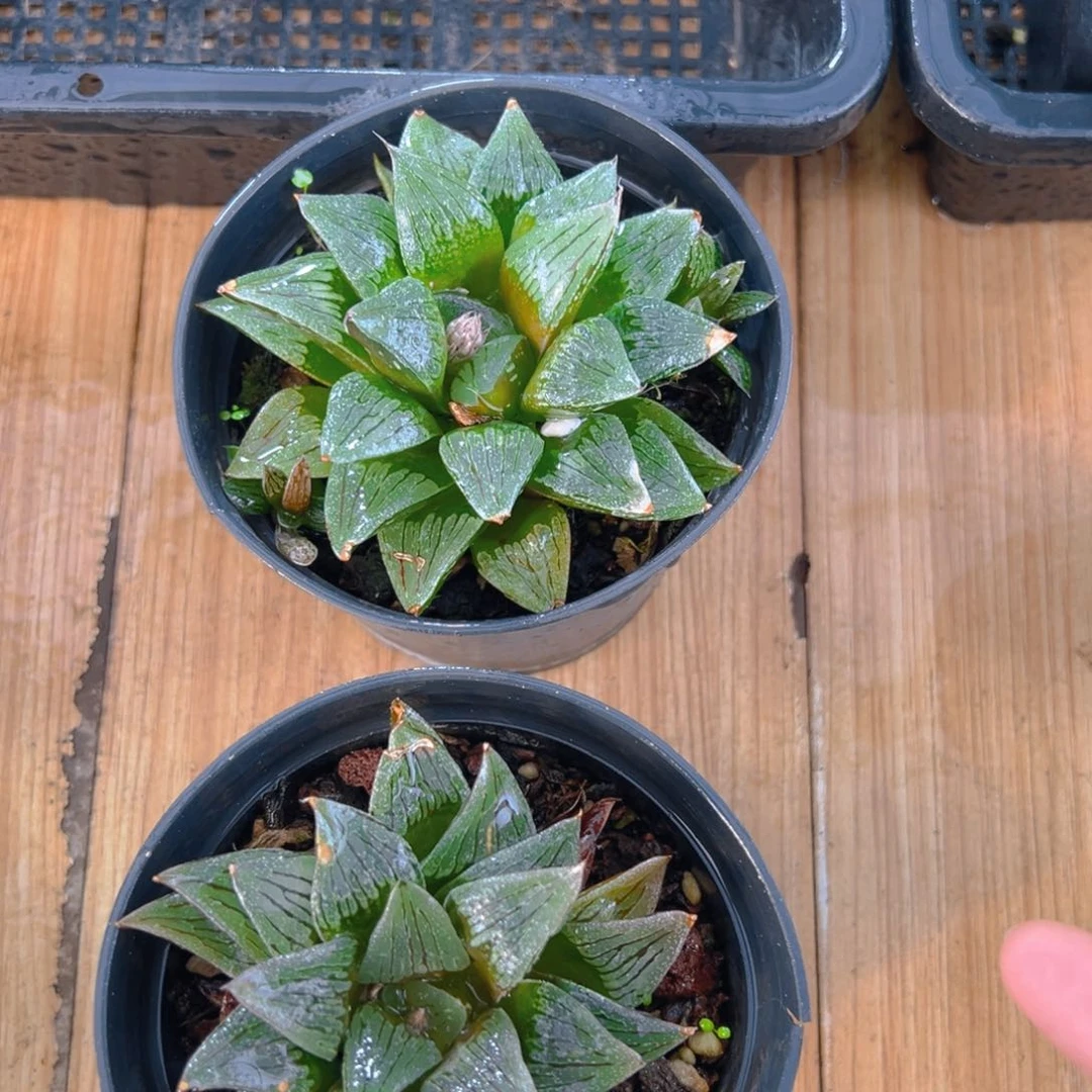 白沙玉露多肉多肉一颗