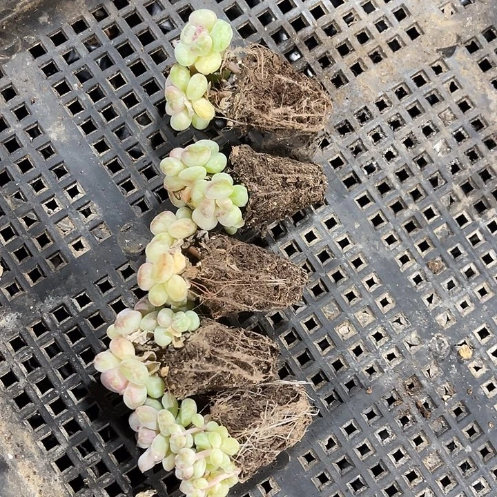 小****精品阳光玫瑰五颗多肉