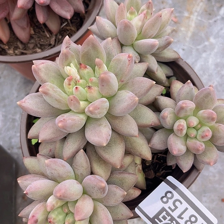 水晶球18158多肉植物