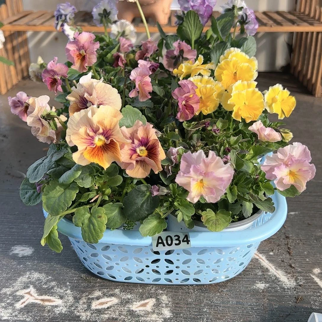 【闪购商品】034号