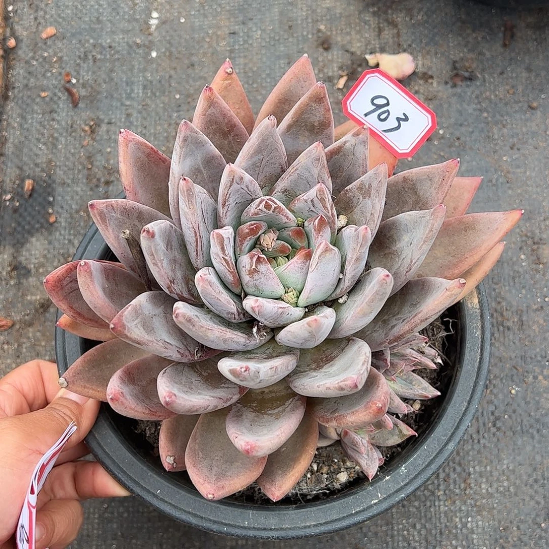 903号圣徒，一物一拍