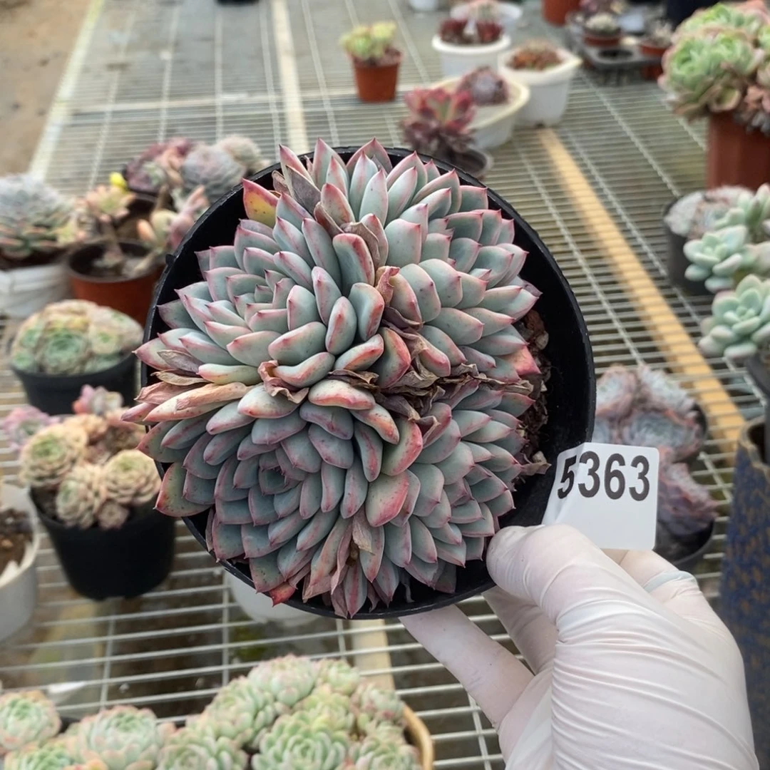 5363荷花多头一物一拍