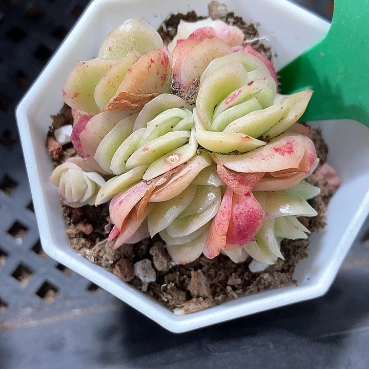 多肉植物冰玫瑰锦2053