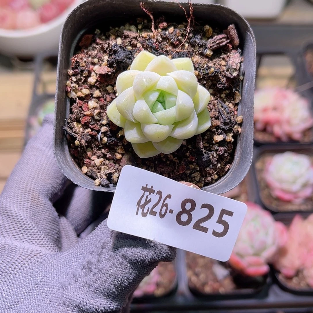 花26-825厚叶月影