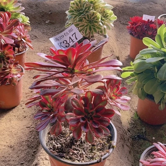 347香奈儿多肉植物