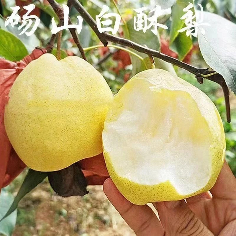嫁接砀山白酥梨树苗南方北方庭院种植耐寒梨树苗当年结果盆栽地栽