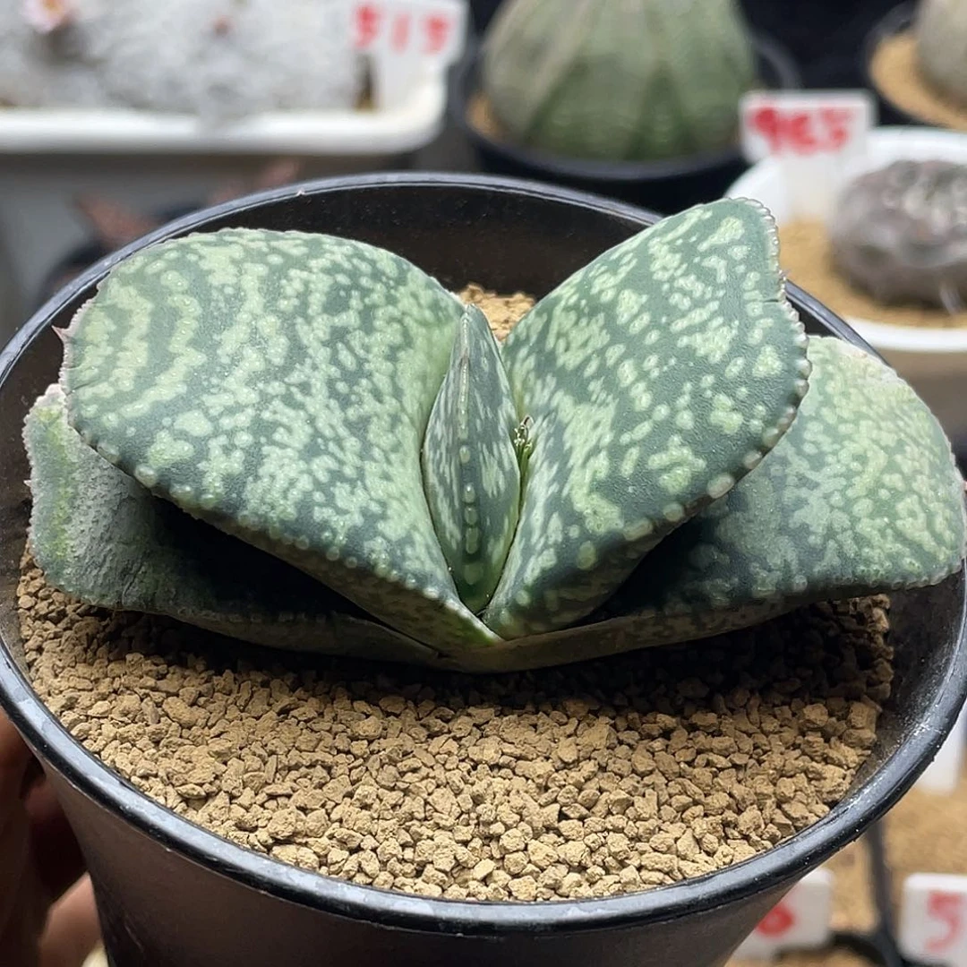 实生宽叶恐龙卧牛