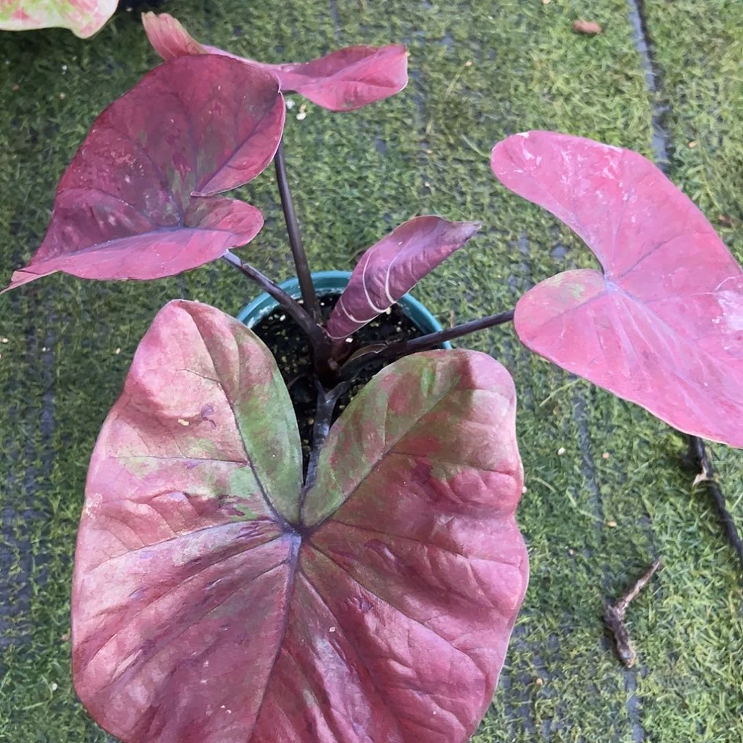 无花朵粉玫瑰泰彩养定46