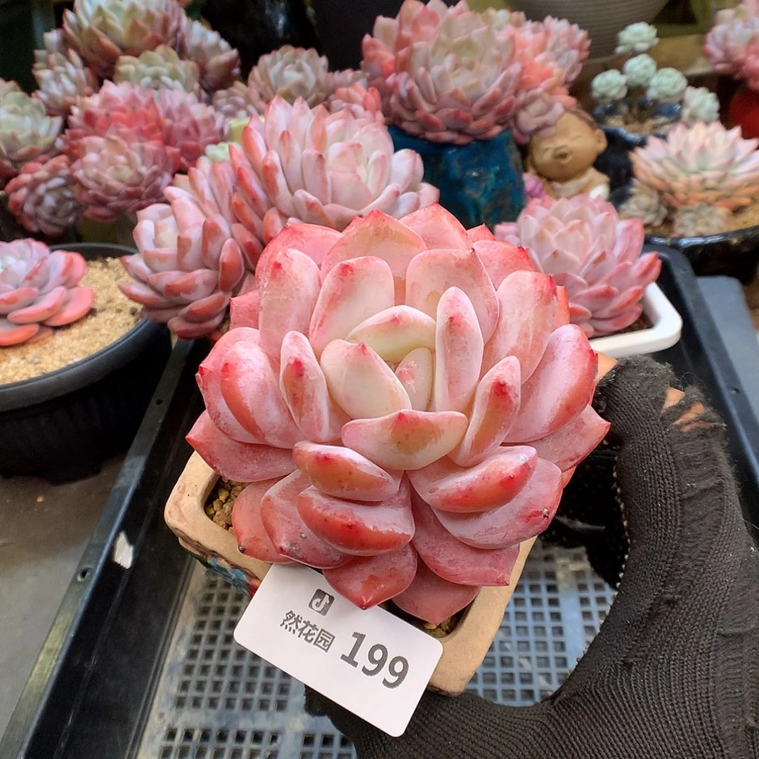 199日本雪天使多肉植物