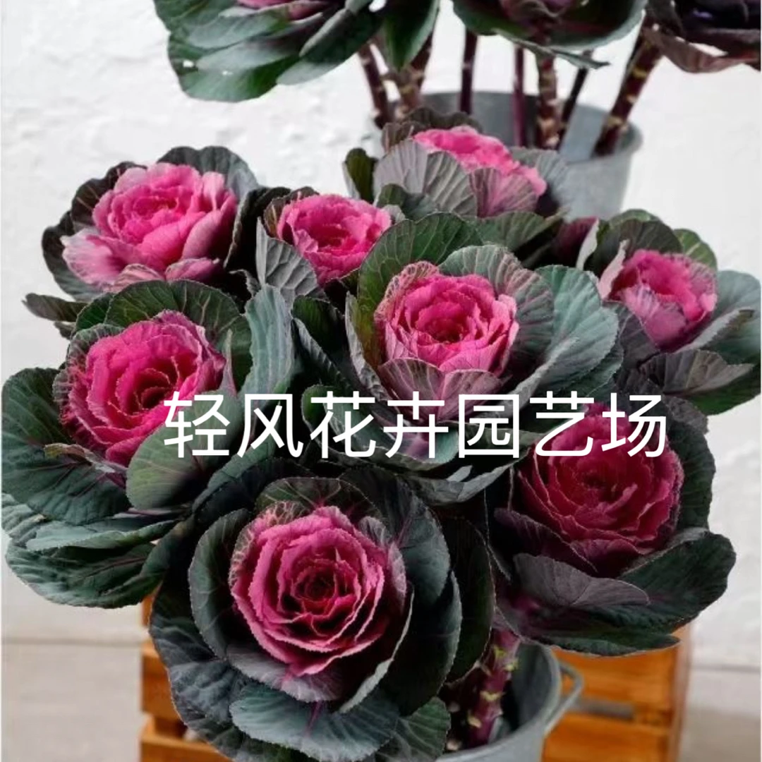 红华美玫瑰甘蓝3个头耐低温室外室内阳台花卉盆栽羽衣甘蓝