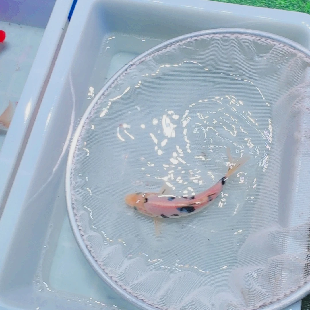 锦鲤血统锦鲤大放漏666