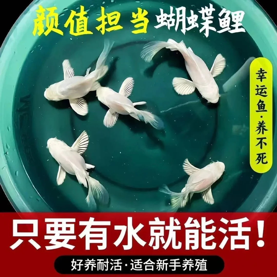 台湾纯种圆头蝴蝶鲤狮头凤尾冷水观赏鱼好养耐活