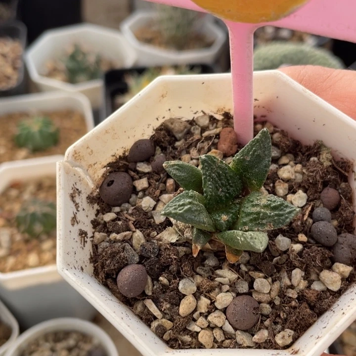 实生连山一棵01540000