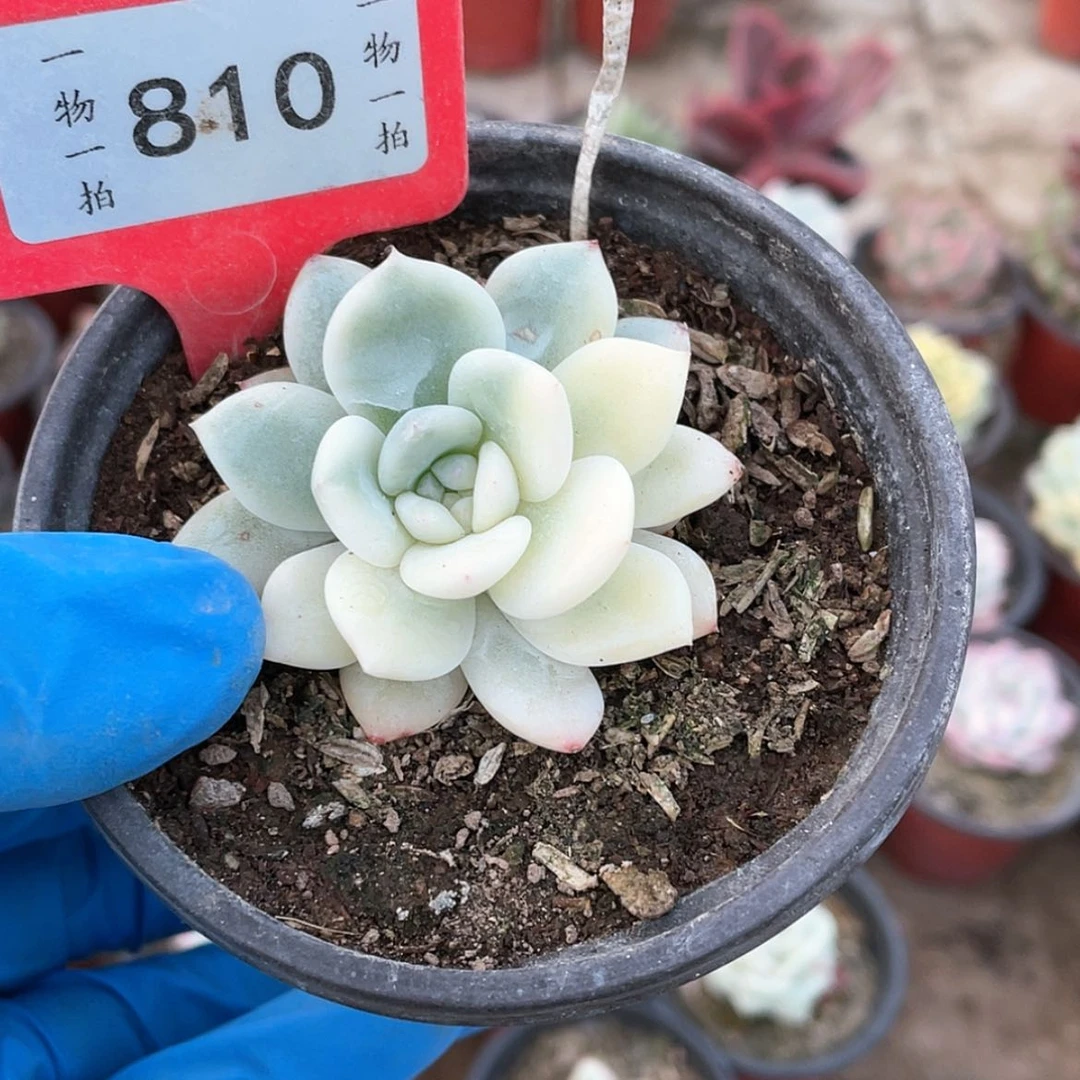 【闪购商品】解**肉810号