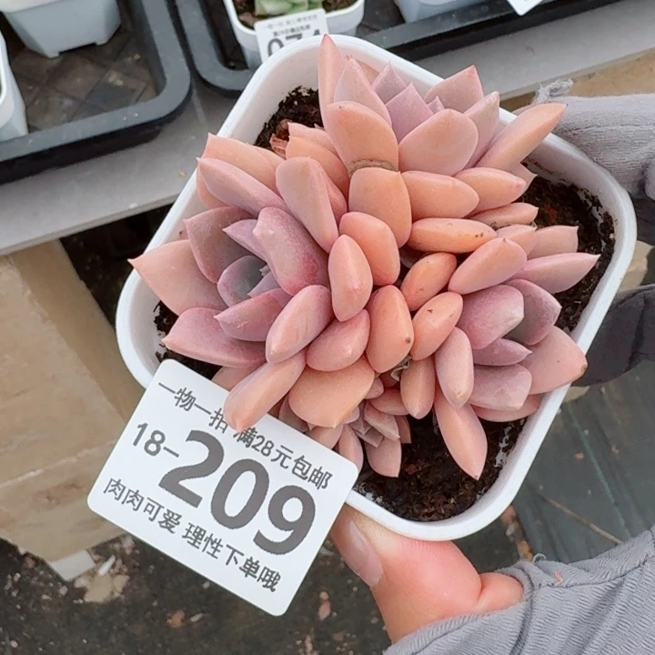 黛比多肉无盆土发货多肉多