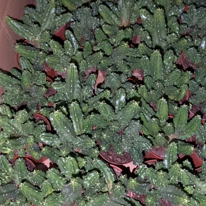 群生红花桃太郎一杯