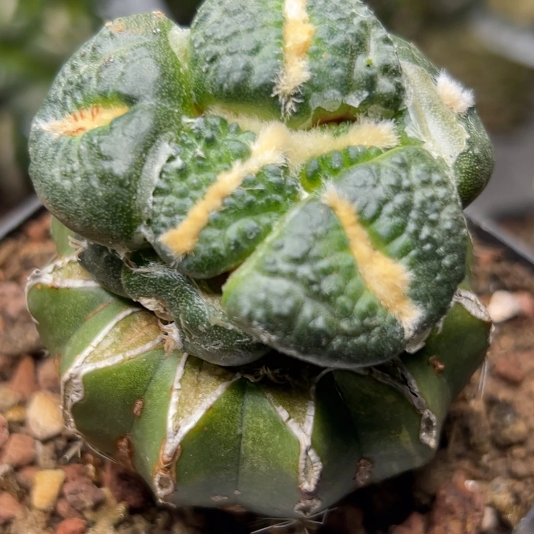 705 仙人球的比赛将于本月