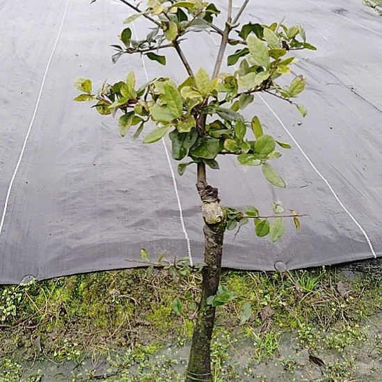 将军金弹子盆景园